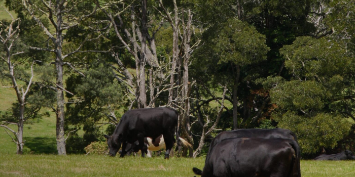Produtor rural tem prazo para regularizar Domicílio Tributário Eletrônico